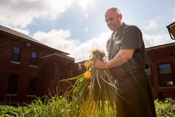 BPI student harvests scallions from the garden at Fishkill Correctional Facility.