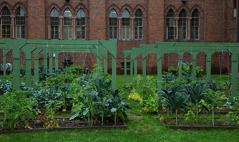 The community garden growing kale and other vegetables.