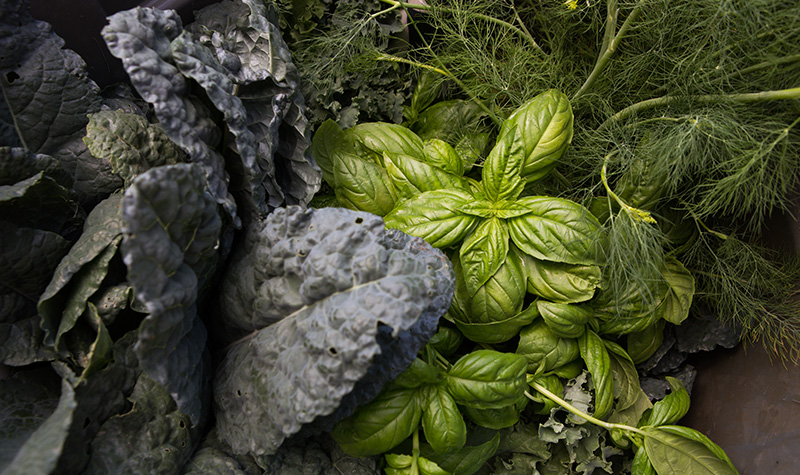 Bunches of basil, kale, and herbs from the garden.