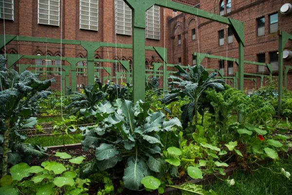 Woodbourne Urban Farming