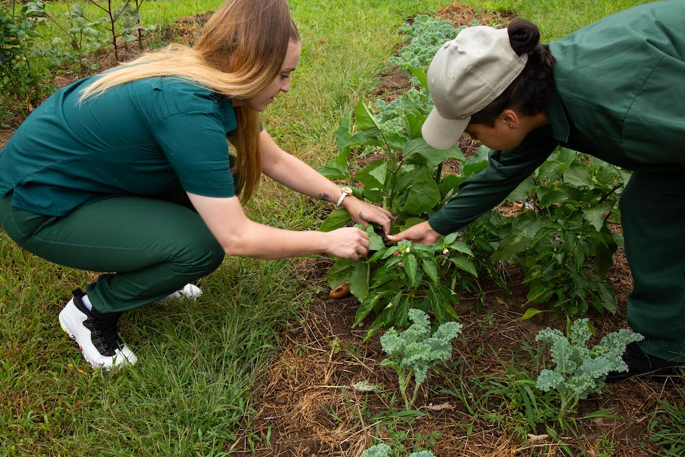 Students tending the garden at Taconic.